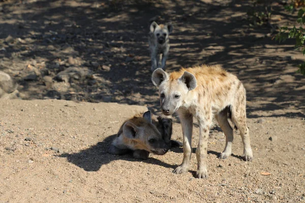 Spotted Hyaena Crocuta Crocuta — Zdjęcie stockowe