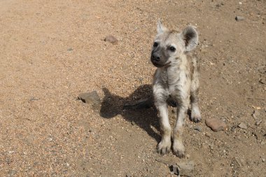 Spotted Hyaena / Crocuta crocuta