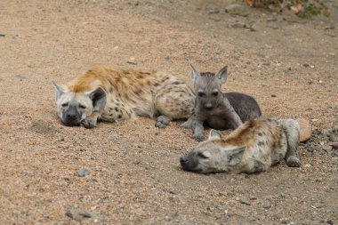 Spotted Hyaena / Crocuta crocuta