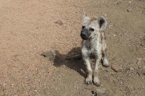 Spotted Hyaena Crocuta Crocuta — Zdjęcie stockowe