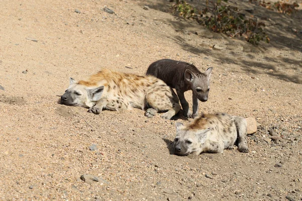 Spotted Hyaena Crocuta Crocuta — Zdjęcie stockowe