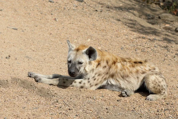 Spotted Hyaena Crocuta Crocuta — Fotografie, imagine de stoc