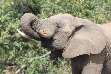 Afrikanischer Elefant / African elephant / Loxodonta africana