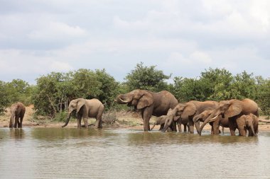 Afrikanischer Elefant / African elephant / Loxodonta africana