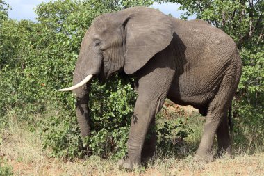 Afrikanischer Elefant / African elephant / Loxodonta africana