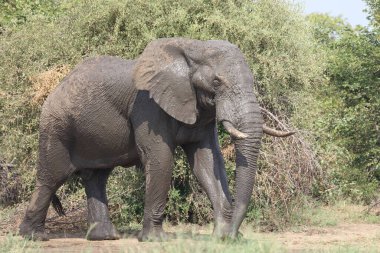 Afrikanischer Elefant / African elephant / Loxodonta africana