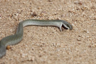 Afrikanische Baumschlange / Boomslang / Dispholidus typus
