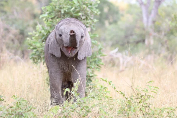 Afrikanischer Elefant Αφρικανικός Ελέφαντας Loxodonta Africana — Φωτογραφία Αρχείου