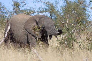 Afrikanischer Elefant / African elephant / Loxodonta africana