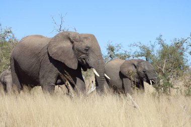 Afrikanischer Elefant / African elephant / Loxodonta africana