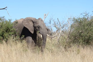 Afrikanischer Elefant / African elephant / Loxodonta africana