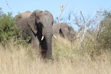 Afrikanischer Elefant / African elephant / Loxodonta africana