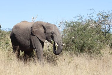 Afrikanischer Elefant / African elephant / Loxodonta africana