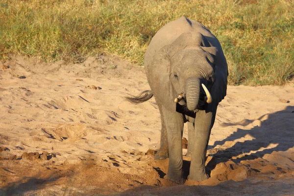 Afrikanischer Elefant African Elephant Loxodonta Africana — Fotografia de Stock