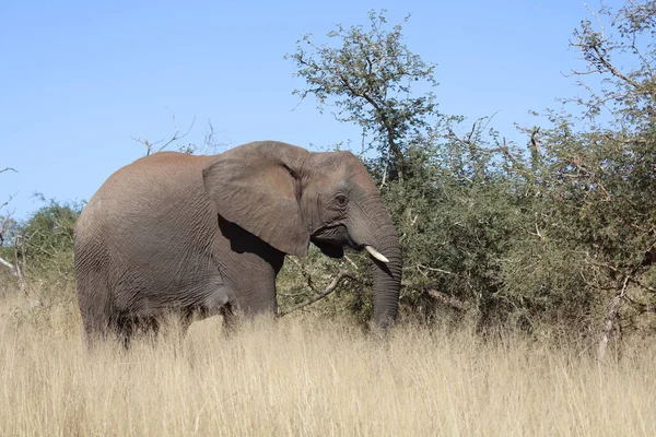 Afrikanischer Elefant African Elephant Loxodonta Africana — стокове фото