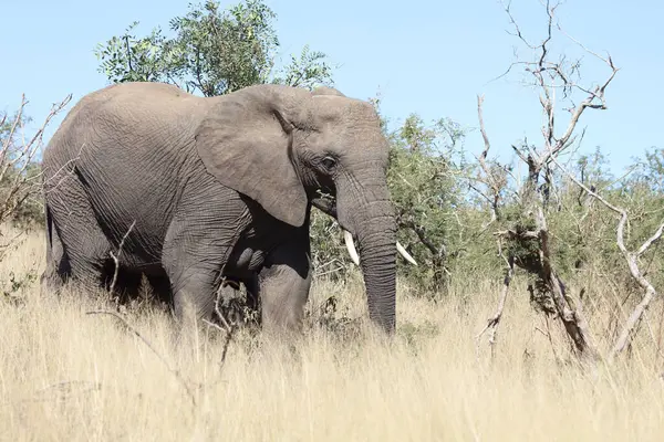 Afrikanischer Elefant Αφρικανικός Ελέφαντας Loxodonta Africana — Φωτογραφία Αρχείου