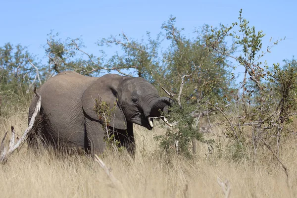 Afrikanischer Elefant African Elephant Loxodonta Africana — 스톡 사진