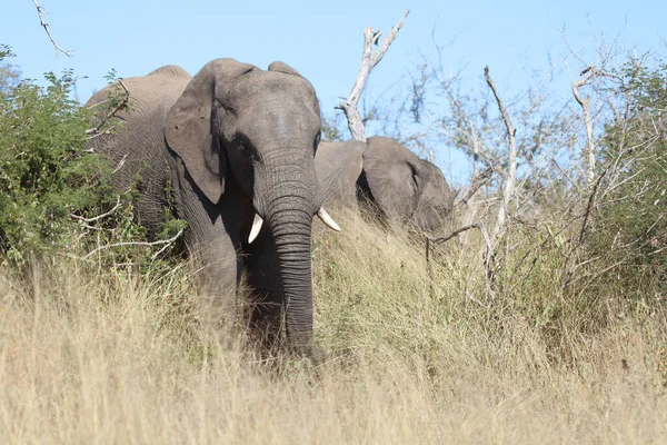 Afrikanischer Elefant African Elephant Loxodonta Africana — 스톡 사진