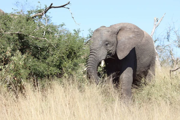 Afrikanischer Elefant Αφρικανικός Ελέφαντας Loxodonta Africana — Φωτογραφία Αρχείου