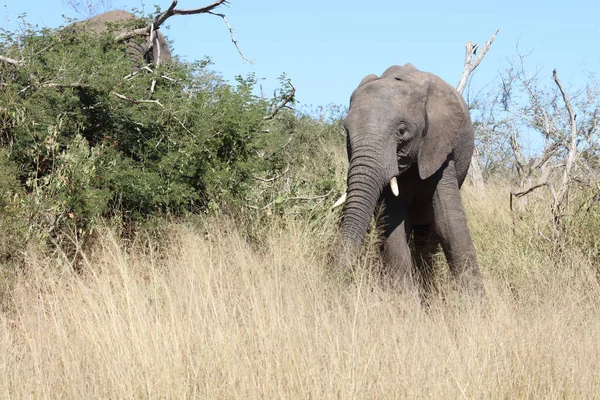 Afrikanischer Elefant African Elephant Loxodonta Africana — стокове фото