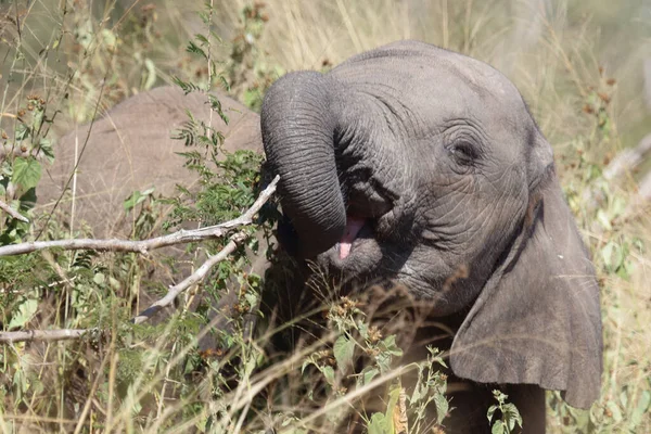 Afrikanischer Elefant African Elephant Loxodonta Africana — 图库照片