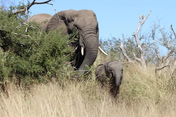 Afrikanischer Elefant African Elephant Loxodonta Africana — стокове фото