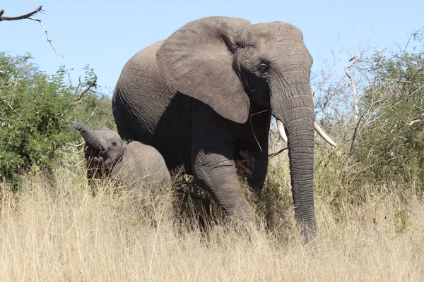 Afrikanischer Elefant African Elephant Loxodonta Africana — стокове фото