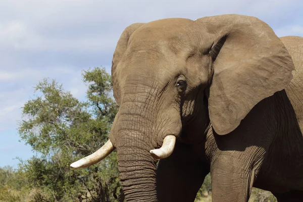 Afrikanischer Elefant Αφρικανικός Ελέφαντας Loxodonta Africana — Φωτογραφία Αρχείου