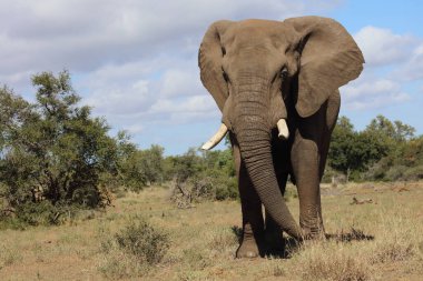 Afrikanischer Elefant / African elephant / Loxodonta africana