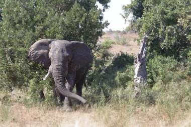 Afrikanischer Elefant / African elephant / Loxodonta africana