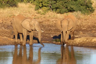 Afrikanischer Elefant / African elephant / Loxodonta africana
