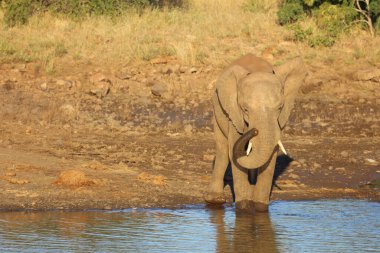 Afrikanischer Elefant / African elephant / Loxodonta africana