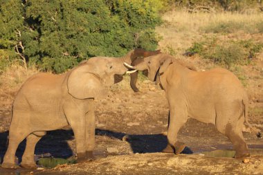 Afrikanischer Elefant / African elephant / Loxodonta africana