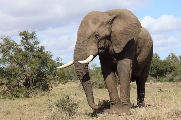 Afrikanischer Elefant African Elephant Loxodonta Africana — 스톡 사진