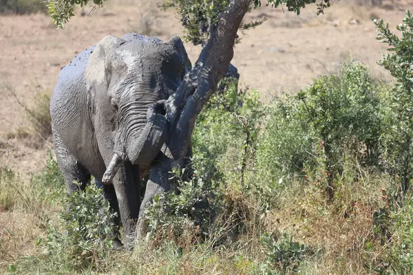 Afrikanischer Elefant African Elephant Loxodonta Africana — 图库照片