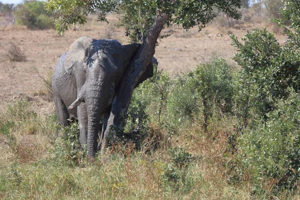 Afrikanischer Elefant Αφρικανικός Ελέφαντας Loxodonta Africana — Φωτογραφία Αρχείου