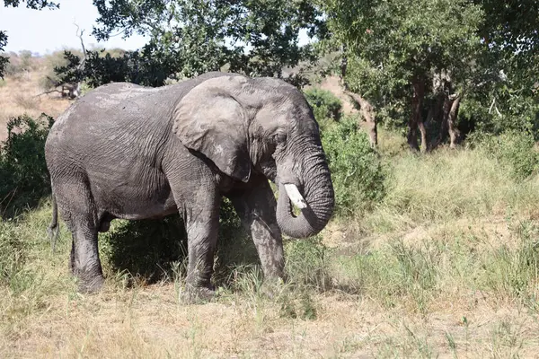 Afrikanischer Elefant Αφρικανικός Ελέφαντας Loxodonta Africana — Φωτογραφία Αρχείου