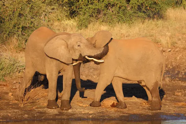 Afrikanischer Elefant African Elephant Loxodonta Africana — 스톡 사진