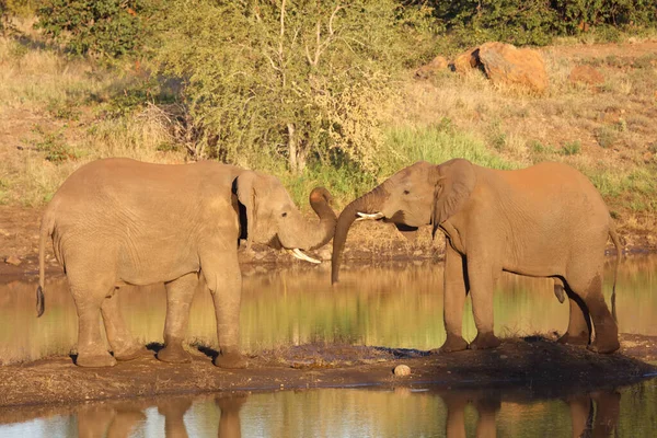 Afrikanischer Elefant African Elephant Loxodonta Africana — 스톡 사진