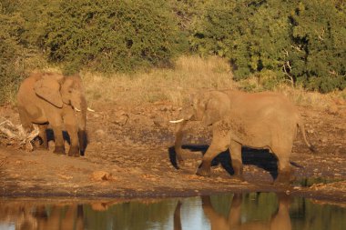 Afrikanischer Elefant / African elephant / Loxodonta africana