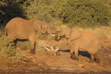 Afrikanischer Elefant / African elephant / Loxodonta africana