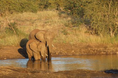 Afrikanischer Elefant / African elephant / Loxodonta africana