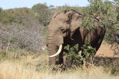 Afrikanischer Elefant / African elephant / Loxodonta africana