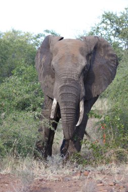 Afrikanischer Elefant / African elephant / Loxodonta africana