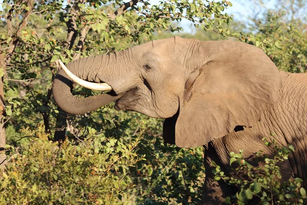 Afrikanischer Elefant African Elephant Loxodonta Africana — 图库照片