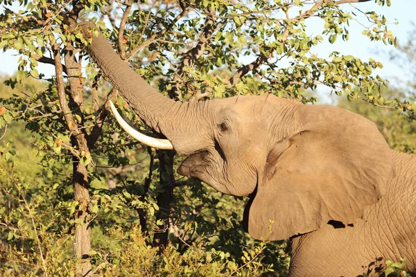 Afrikanischer Elefant / African elephant / Loxodonta africana