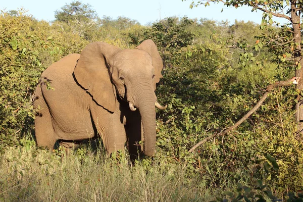 Afrikanischer Elefant African Elephant Loxodonta Africana — 图库照片