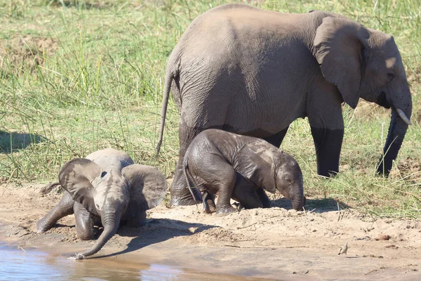 Afrikanischer Elefant African Elephant Loxodonta Africana — 스톡 사진