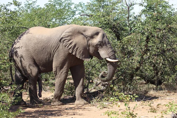 Afrikanischer Elefant African Elephant Loxodonta Africana — Zdjęcie stockowe