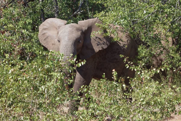 Afrikanischer Elefant Αφρικανικός Ελέφαντας Loxodonta Africana — Φωτογραφία Αρχείου